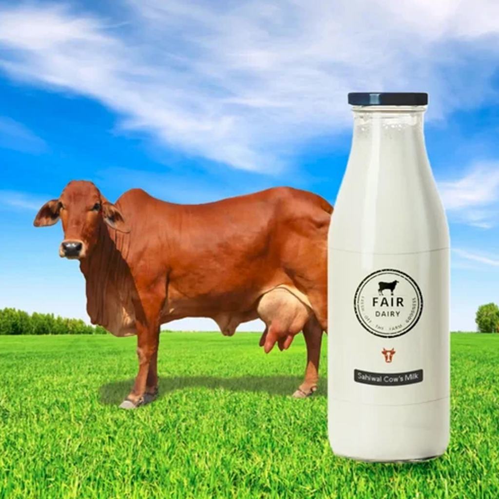 Fresh Cow Milk